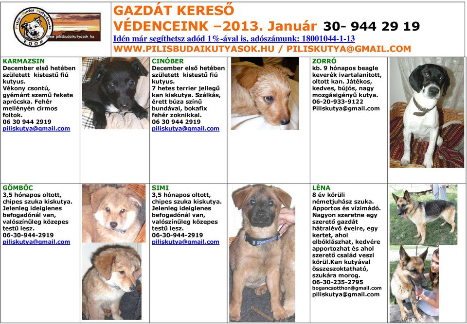 Játékos, kedves, bújós, nagy mozgásigényű kutya. 06-20-933-9122 Piliskutya@gmail.com GÖMBÖC 3,5 hónapos oltott, chipes szuka kiskutya.