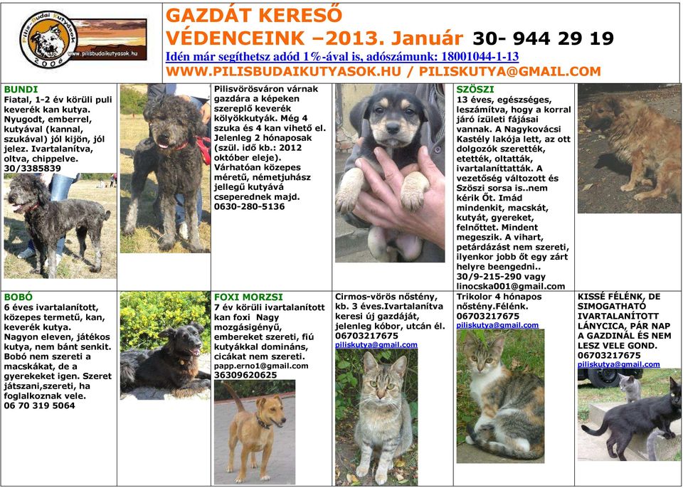 Szeret játszani,szereti, ha foglalkoznak vele. 06 70 319 5064 Pilisvörösváron várnak gazdára a képeken szereplő keverék kölyökkutyák. Még 4 szuka és 4 kan vihető el. Jelenleg 2 hónaposak (szül.
