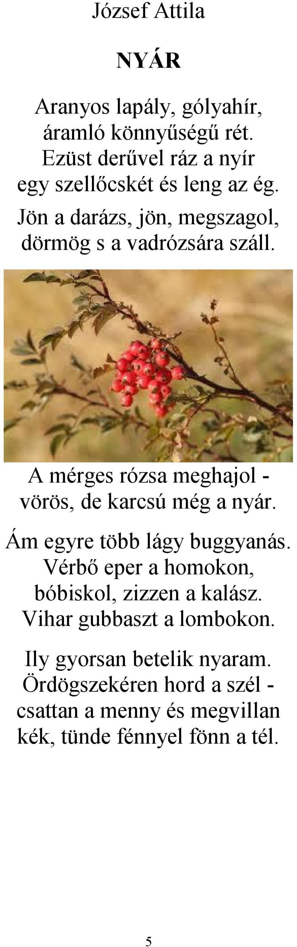 A mérges rózsa meghajol - vörös, de karcsú még a nyár. Ám egyre több lágy buggyanás.