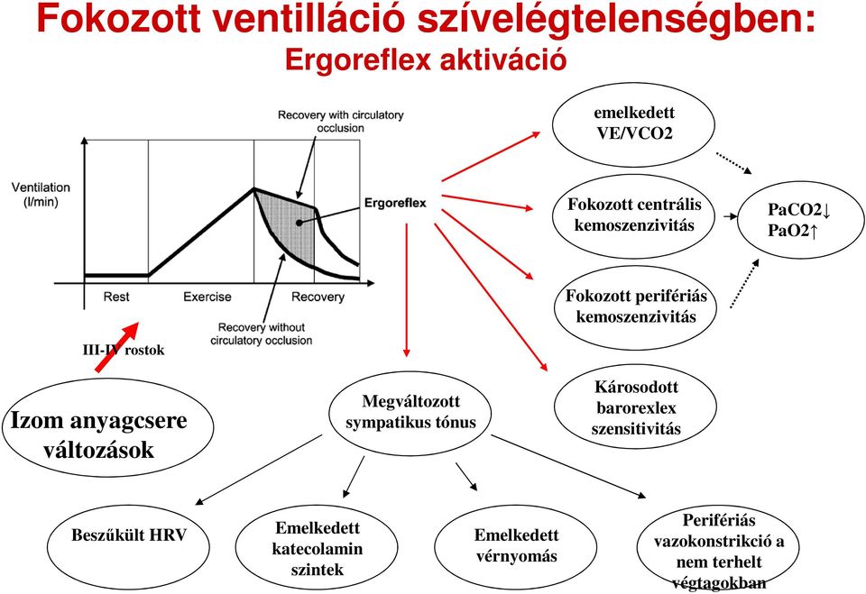 anyagcsere változások Megváltozott sympatikus tónus Károsodott barorexlex szensitivitás Beszűkült