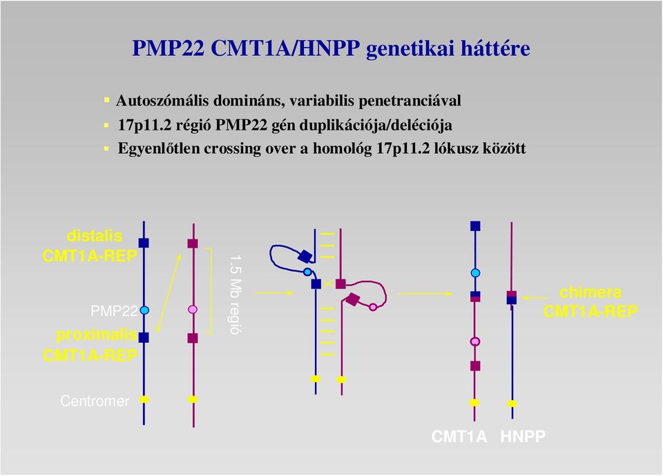2 régió PMP22 gén duplikációja/deléciója Egyenlıtlen crossing over a