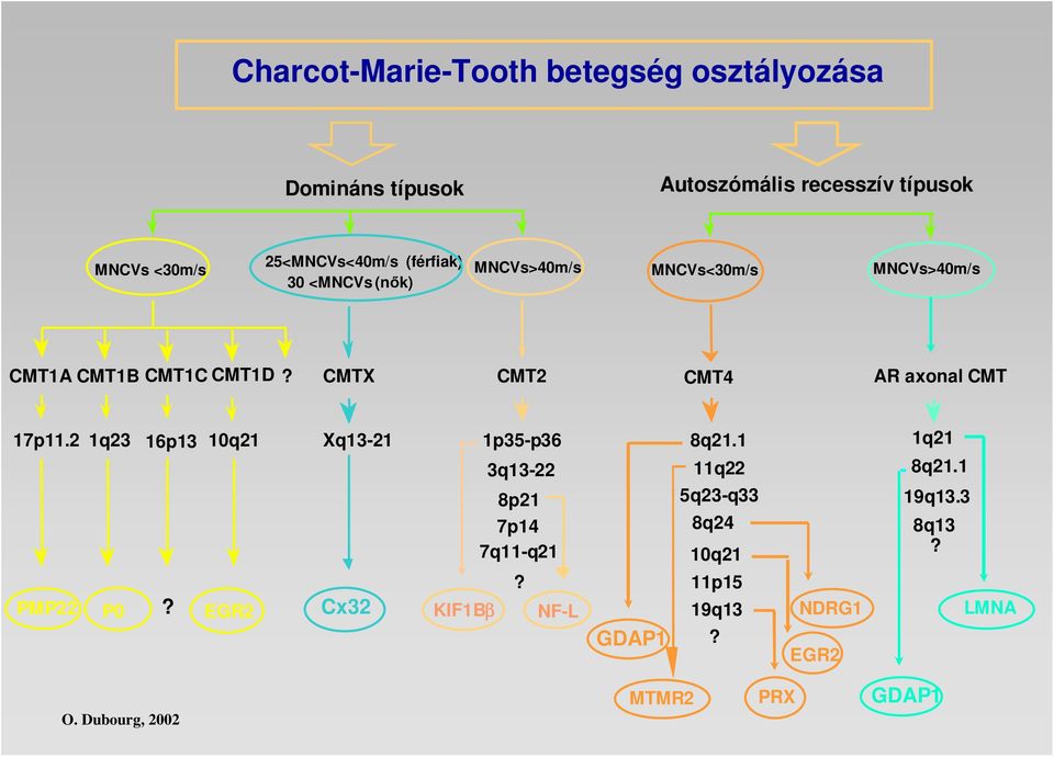 CMTX CMT2 CMT4 AR axonal CMT 17p11.2 1q23 16p13 10q21 Xq13-21 1p35-p36 8q21.1 1q21 3q13-22 8p21 11q22 5q23-q33 8q21.