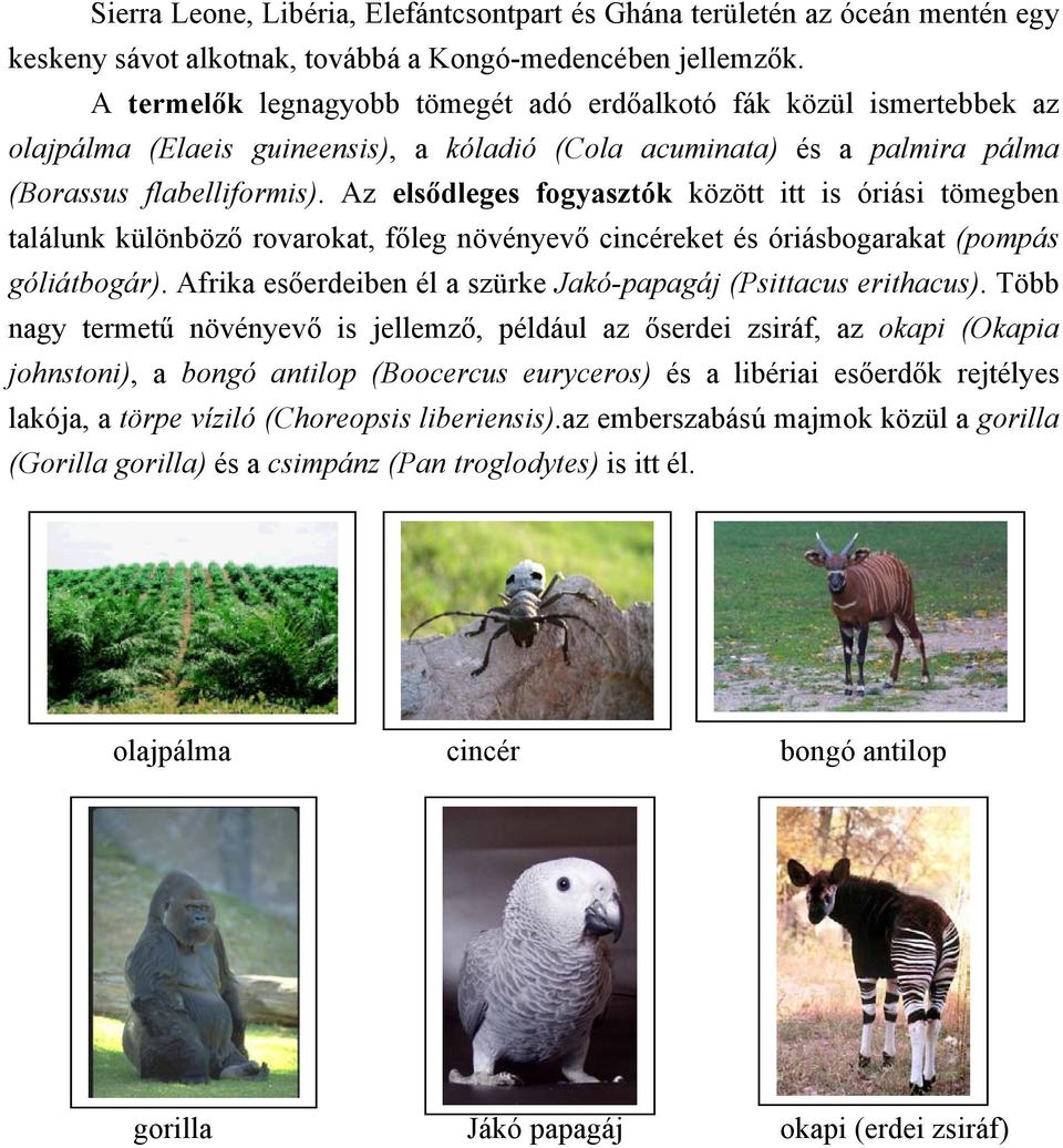 Az elsődleges fogyasztók között itt is óriási tömegben találunk különböző rovarokat, főleg növényevő cincéreket és óriásbogarakat (pompás góliátbogár).