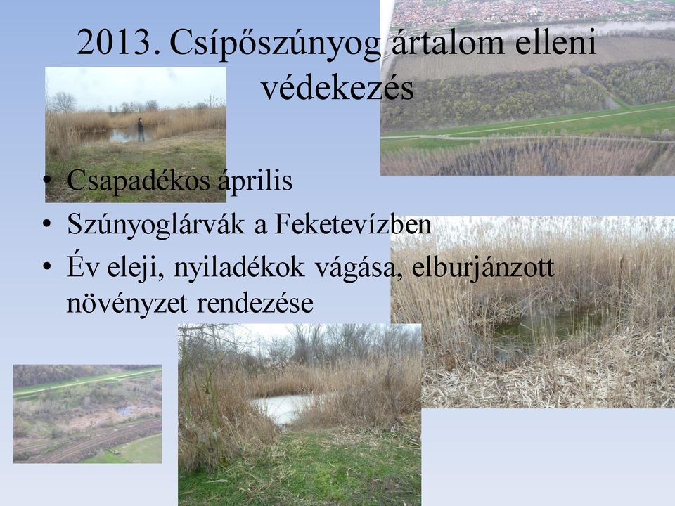 Szúnyoglárvák a Feketevízben Év eleji,