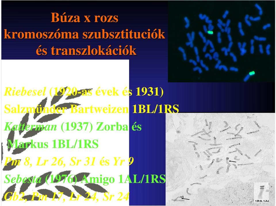 1BL/1RS Katterman (1937) Zorba és Markus 1BL/1RS Pm 8, Lr