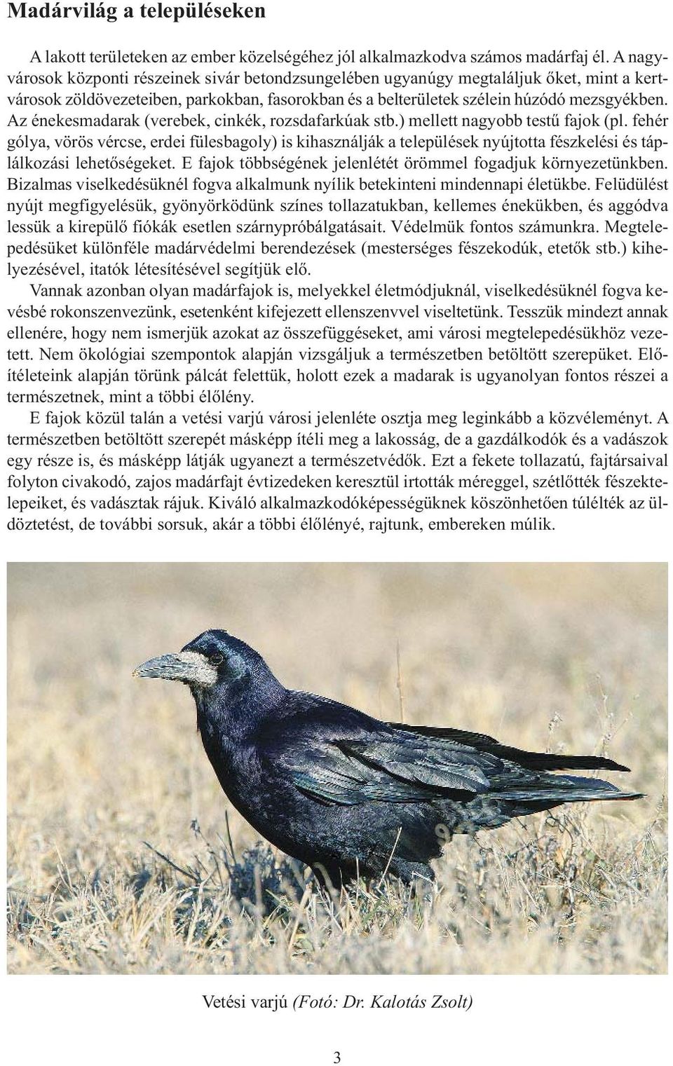 Az énekesmadarak (verebek, cinkék, rozsdafarkúak stb.) mellett nagyobb testű fajok (pl.