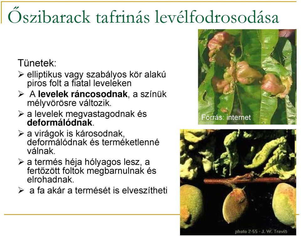 a levelek megvastagodnak és deformálódnak.