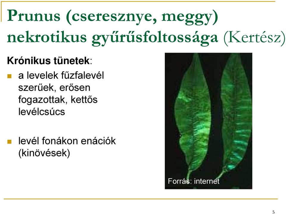 levelek fűzfalevél szerűek, erősen fogazottak,