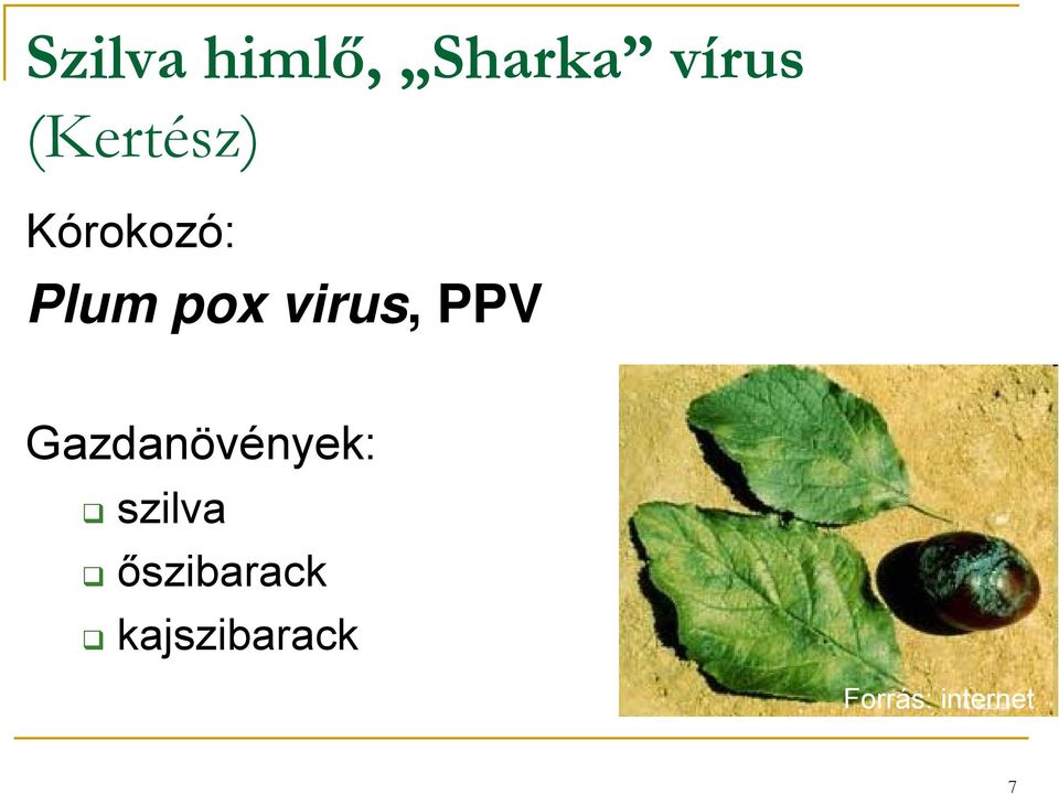 virus, PPV Gazdanövények: szilva