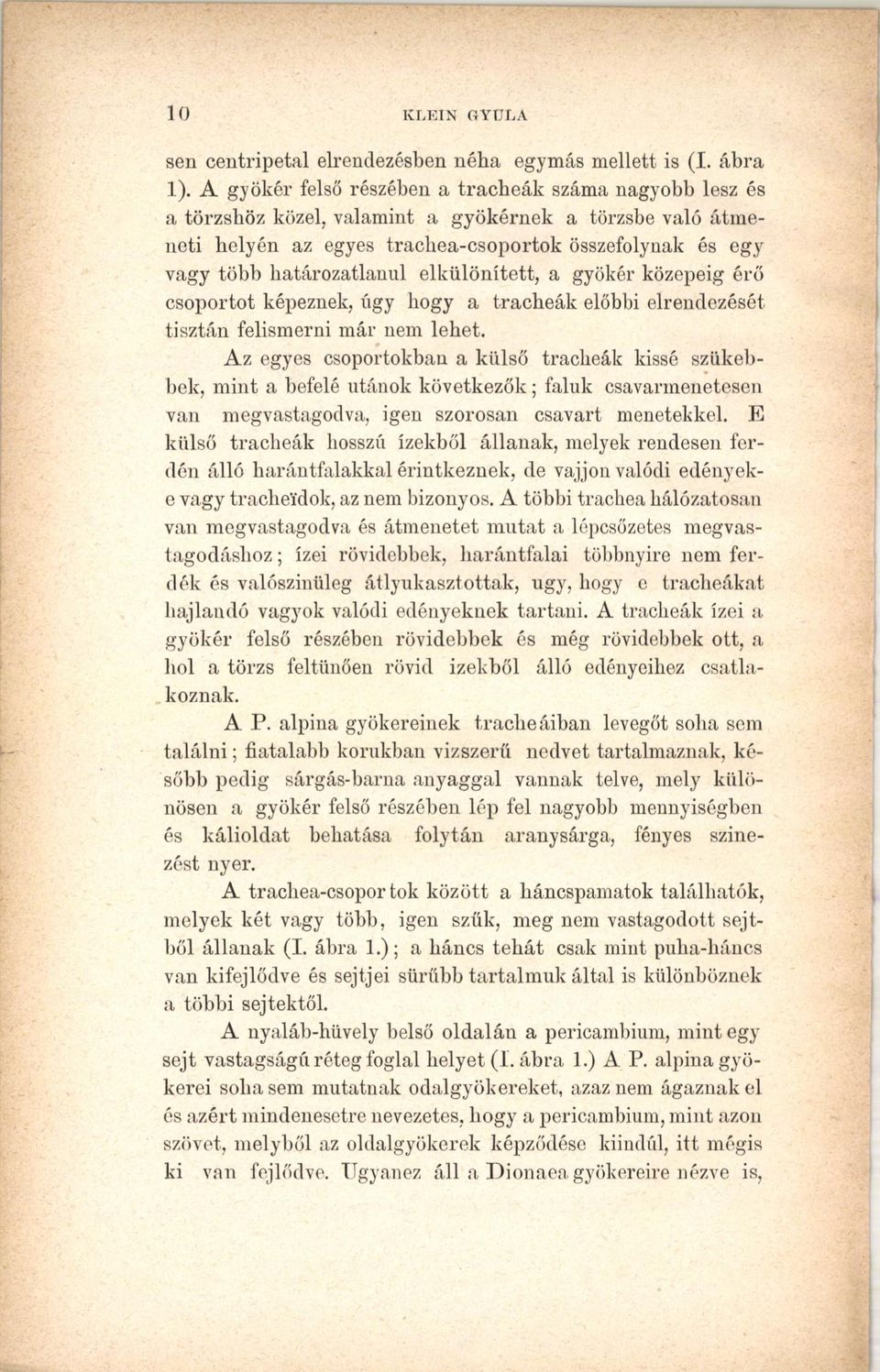 elkülönített, a gyökér középéig érő csoportot képeznek, úgy hogy a tracheák előbbi elrendezését tisztán felismerni már nem lehet.
