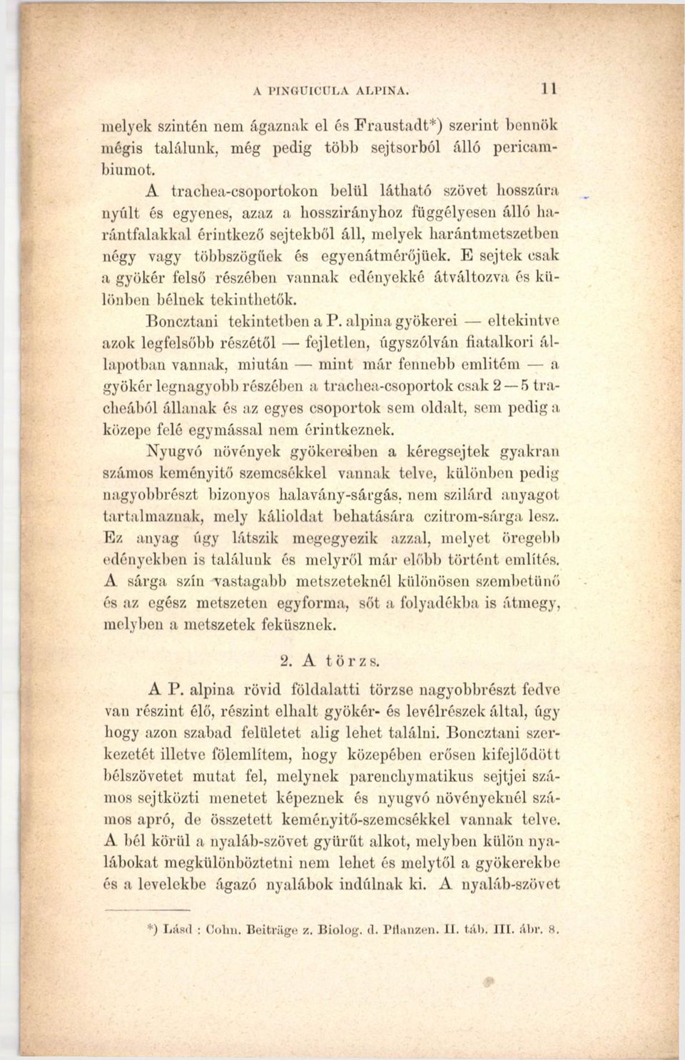 egyenátmérőjüek. E sejtek csak a gyökér felső részében vannak edényekké átváltozva és különben bélnek tekinthetők. Boncztani tekintetben a P.
