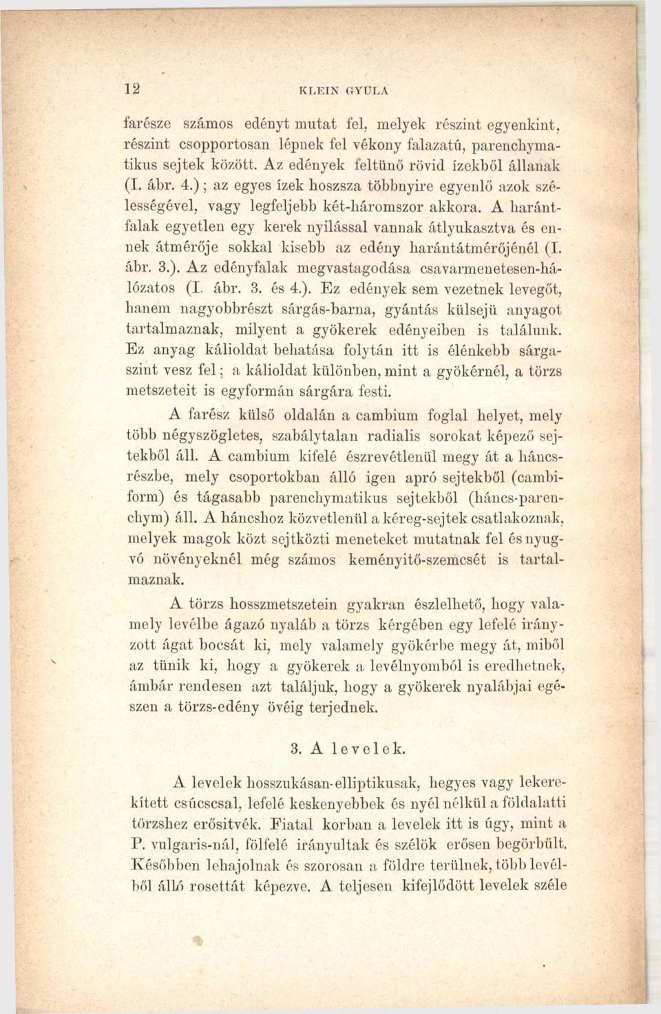 A harántfalak egyetlen egy kerek nyílással vannak átlyukasztva és ennek átmérője sokkal kisebb az edény karántátmérőjénél (I. ábr. 3.). Az edényfalak megvastagodása csavarmenetesen-hálózatos (I. ábr. 3. és 4.