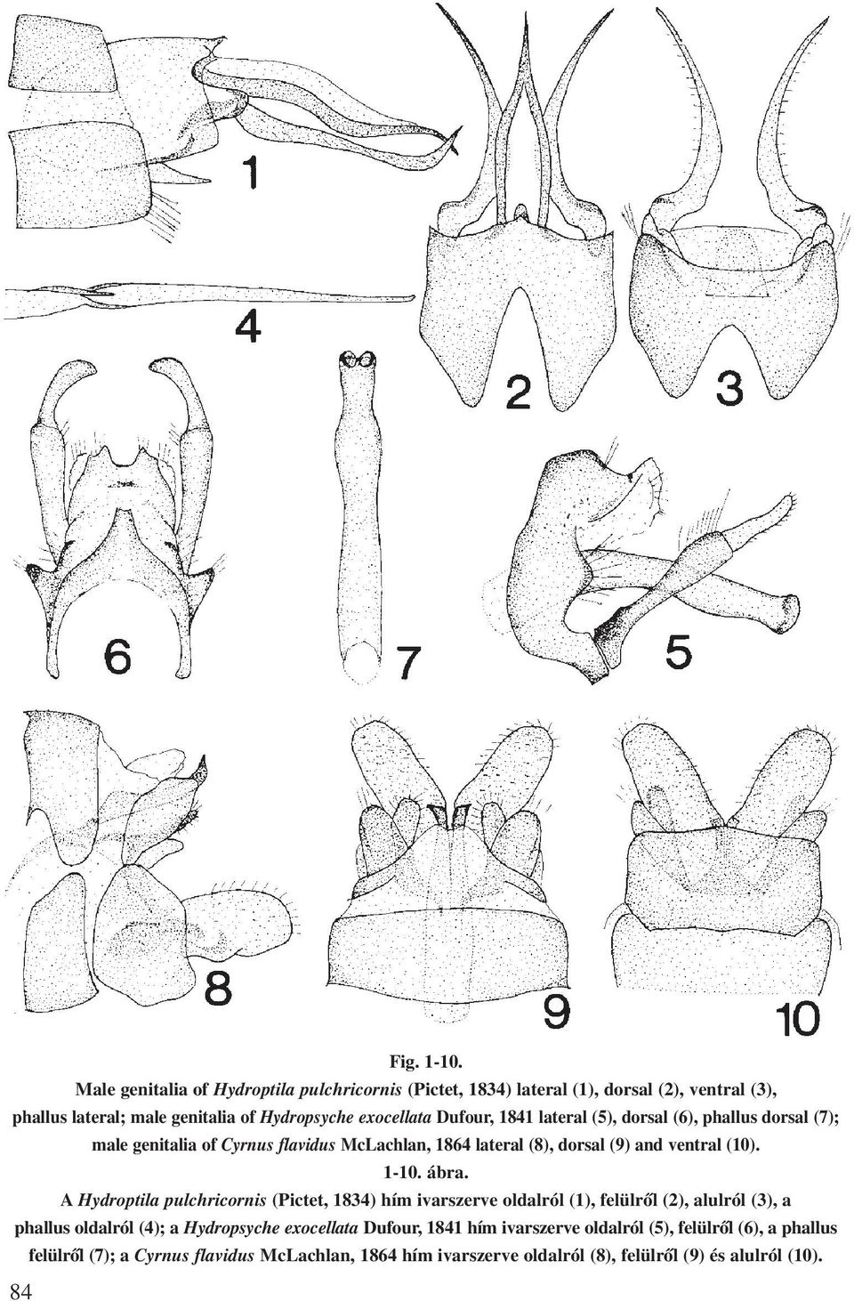 1841 lateral (5), dorsal (6), phallus dorsal (7); male genitalia of Cyrnus flavidus McLachlan, 1864 lateral (8), dorsal (9) and ventral (10). 1-10. ábra.