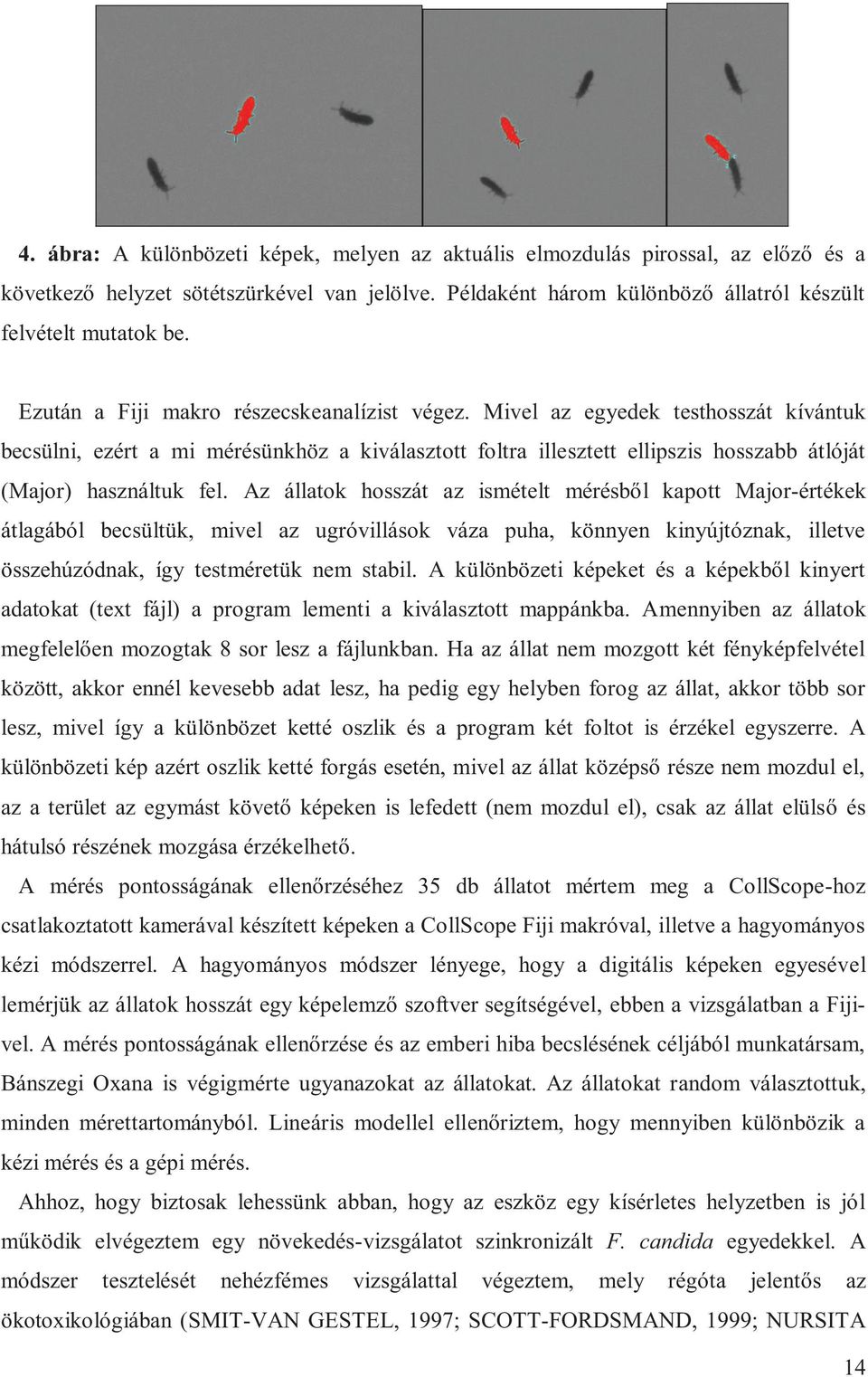 Az állatok hosszát az ismételt mérésből kapott Major-értékek átlagából becsültük, mivel az ugróvillások váza puha, könnyen kinyújtóznak, illetve összehúzódnak, így testméretük nem stabil.