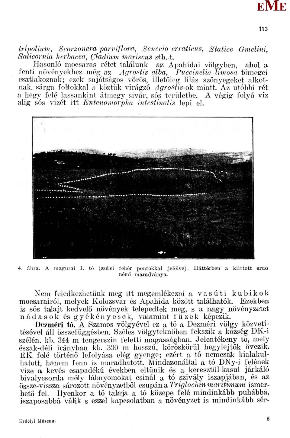 alkotnak, sárga foltokkal a köztük virágzó Agrost/s-ok miatt. Az utóbbi rét a hegy felé lassankint átmegy sivár, sós területbe. A végig folyó víz alig sós vizét itt ntenomorpha intestinalis lepi el.