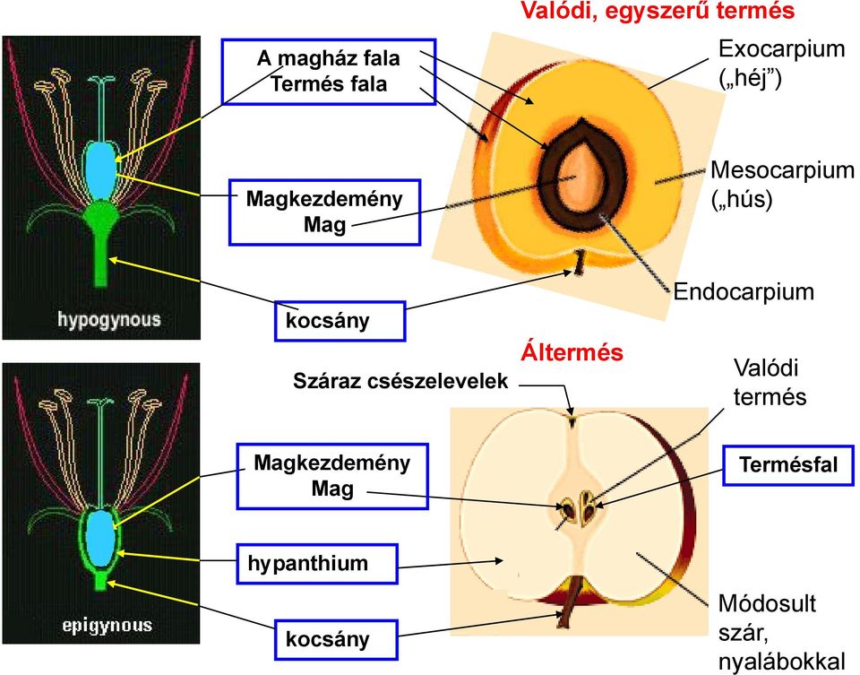 csészelevelek Áltermés Endocarpium Valódi termés