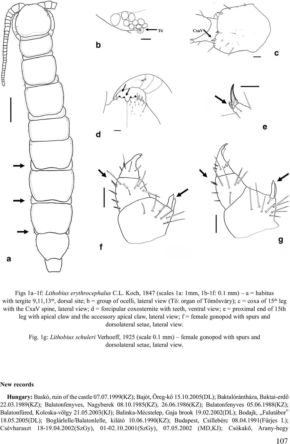 coxosternite with teeth, ventral view; e = proximal end of 15th leg with apical claw and the accessory apical claw, lateral view; f = female gonopod with spurs and dorsolateral setae, lateral view.