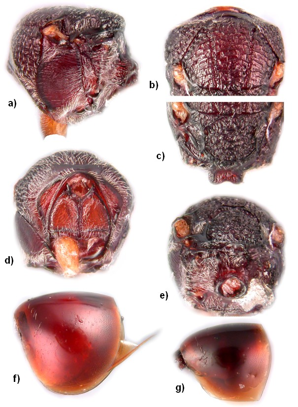 7. ábra: Lithosaphonecrus formosanus: a)-f) nőstény példány: a) mesosoma laterális irányból, b) mesoscutum dorzális irányból, c) mesoscutellum dorzális irányból, d)