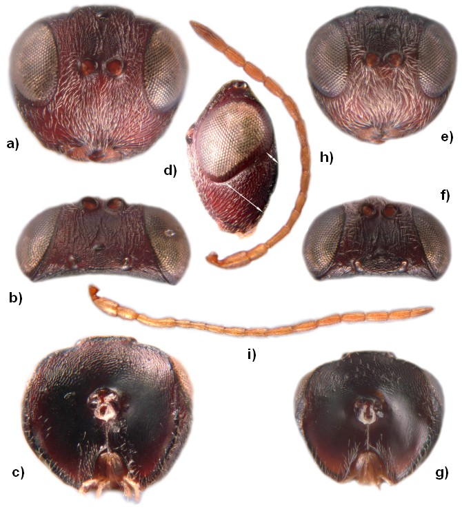kismértékben szélesednek ki, sima és fényes alján néhány párhuzamos ránc fut. A mesoscutum frontális részén futó párhuzamos vonalak hiányoznak.