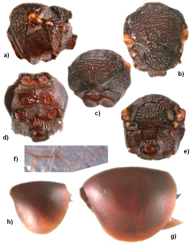 2. ábra: Lithosaphonecrus huisuni: a)-g) nőstény példány: a) mesosoma laterális irányból, b) mesosoma dorzális irányból, c) mesosoma frontális irányból, d) mesosoma ventrális irányból, e)