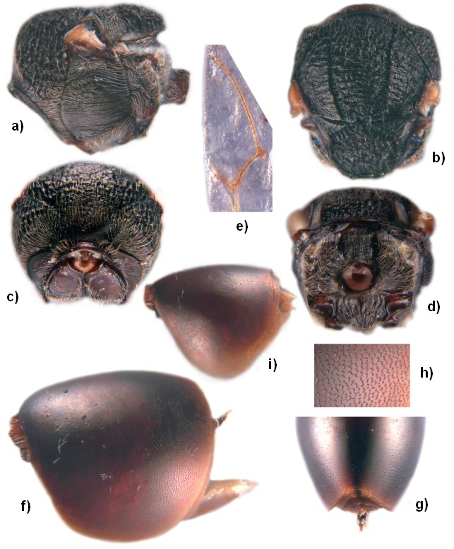 23. ábra: Lithosaphonecrus dakengi: a)-h) nőstény példány: a) mesosoma laterális irányból, b) mesosoma dorzális irányból, c) mesosoma frontális irányból, d) metascutellum és propodeum