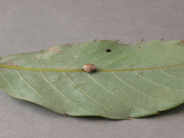 c) b) a) Indet Cynipidae spjpl2-c. longinux Quercus subg. Cyclobalanopsis Indet Cynipidae sptws5-l. konishii Lithocarpus d) e) Indet Cynipidae spjpl5-c. glauca Quercus subg.