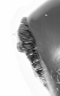 . smt tfmt.. vsp smt 3.ábra Saphonecrus undulatus példány utótest-ja laterális irányból. Rövidítések: smt = utótest 2. terguma, tfmt = utótest 3. és 4. terguma, vsp = a hypopygium ventrális barázdae.