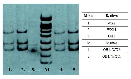 38. ábra: OH1/Mol, OH1/CJG szimbiotikus komplexek elektroforetogramja A 38. ábra mutatja az OH1/CJG egyik új kombinációját. OH1 törzs a H.