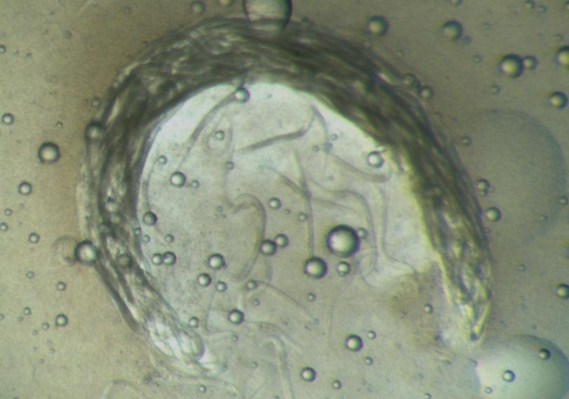 Éhezéskor a peték általában teljes mértékben az anya testén belül (in utero) kelnek ki, a fejlődő lárvák elpusztítják az anya testét. Ezt a jelenség az endotokia matricida (2. ábra). 2.