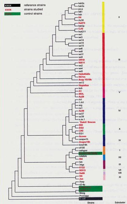 6. ábra: Gnotobiológiai vizsgálataimban szereplő Photorhabdus törzsek pozíciója Szállás