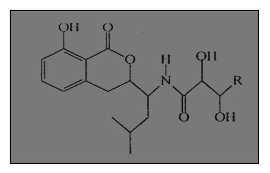 11. ábra: Xenorxidok (Webster et al., 2002) A xenokumacinok (12.