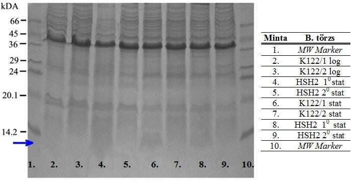 19. ábra:észak-nyugat európai H. megidis és H. downesii (K122) szimbiontái (P. tempera ssp. temperata) SDS gélelektroforézise 5.1.2. Antibiotikum érzékenységi vizsgálatok eredményei Kenneth H.