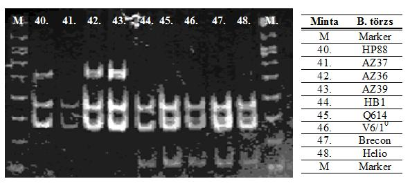 22.ábra: Photorhabdus fragmentumok III. PAGE elektroforetogramja 23.ábra: Photorhabdus fragmentumok IV. PAGE elektroforetogramja 5.2. Entomopatogén baktériumok antibiotikum termelésének összehasonlítása Laboratóriumunk EPB törzsgyűjteménye kb.