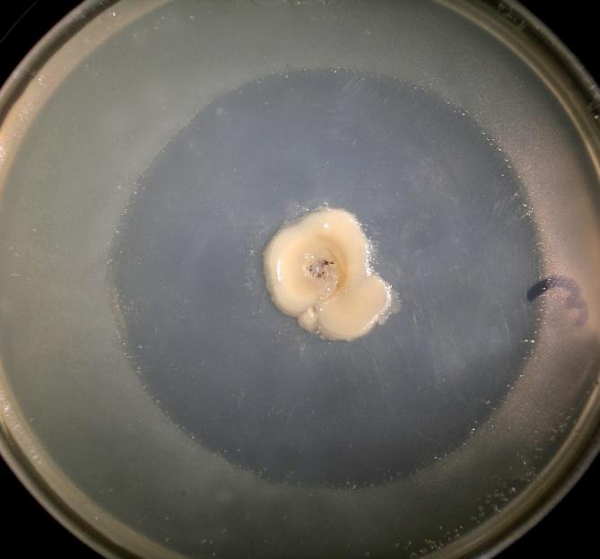 A vizsgálatokat megelőzte a három patogén törzs antibiotikum érzékenységének vizsgálata. Négy eltérő hatásmechanizmusú (chloramphenicol, carbenicillin, rifampicin, kanamycin) antibiotikumokon. E.