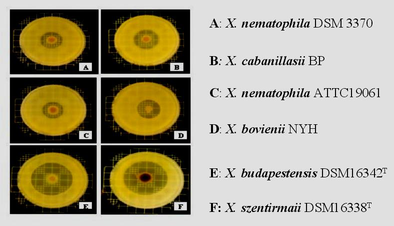25. ábra: Xenorhabdus fajok antibiotikum aktivitásának összehasonlítása felülrétegzéssel (Fodor et al.; 2010) A 25.