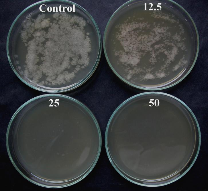 14. táblázat: X. szentirmaii AM25 törzsének citotoxikus hatása Klebsiella #696 baktériumra (Böszörményi et al.