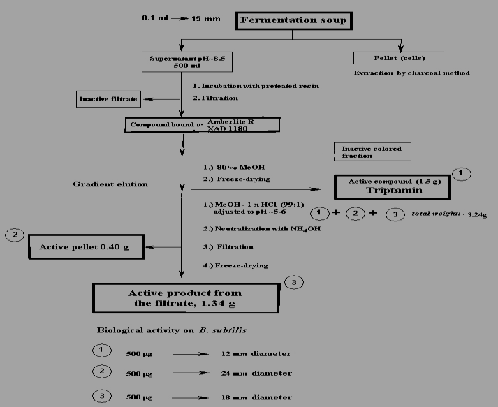 5.4. Antimikrobiális aktivitású anyagok kinyerése X. budapestensis és X. szentirmaii fajokból 5.4.1. Bicornutin A izolálása X. budapestensis-ből A bicornutin izolálását mutatja be a 29.