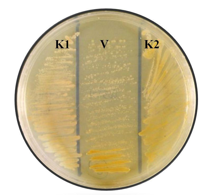 35. ábra: (Arg/Brecon) új szimbiotikus komplex mikrobiológiai azonosítása: K1 (Kontrol 1): P. luminescens spp. laumondii csoport Brecon baktérium V1: Brecon visszanyert baktérium K2 (Kontrol 2): P.