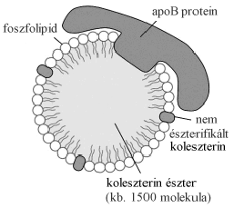 kötődik. A klatrin polimerizációja a membránt beboltosítja. A folyamat végül a vezikulum lefűződéséhez vezet.