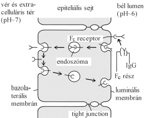 Transzepiteliális vezikuláris transzport Bizonyos vér és extracelluláris tér (ph~6) bél lumen esetekben az endocitotikus vezikula és tar- epiteliális sejt (ph~7) talma nem kerül F c receptor