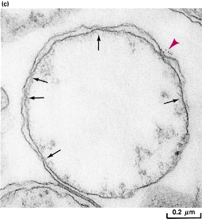 0.2 μm 6. ábra. Mitokondrium prekurzor fehérjéinek felvételét igazoló elekronmikroszkópos felvétel. A nyilakkal jelölt helyeken jön létre kontaktus a mitokondrium külső és belső membránja között.