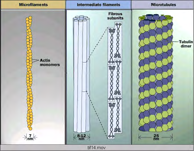 A citoszkeleton és a sejtmozgások A membránnal határolt sejtszervek az eukarióta sejtek szerveződésének egy szintjét jelentik.