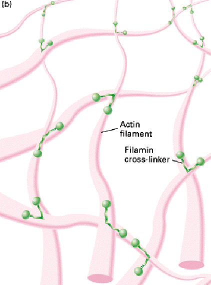 Aktin filamentumok A legfontosabb citoszkeletális fehérje az aktin, amely 7 nm átmérőjű rugalmas filamentummá polimerizálódik. Ezt hívják aktin filamentumnak vagy mikrofilamentumnak is.