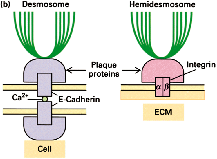 fejeződnek ki. A harmadik csoport legismertebb tagjai a vimentin amely egy sor sejtben megtalálható (pl. fibroblasztok fehérvérsejtek), valamint a dezmin, ami az izomsejtekben fordul elő.