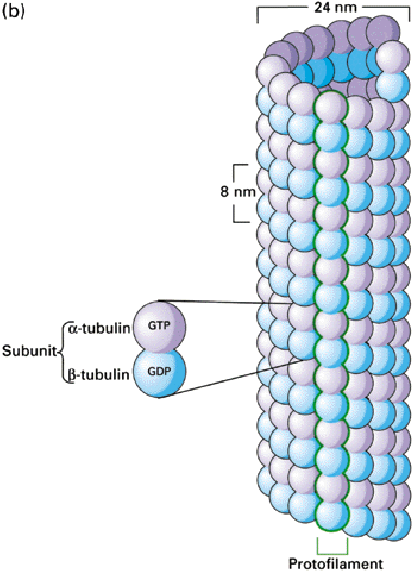 A mikrotubulusban az oldalirányú és a hosszirányú kölcsönhatások a tubulin heterodimerek között felelősek a cső alakú forma kialakításáért.