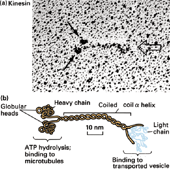 Kinezin Globuláris fejek Nehéz lánc helix 10 nm Könnyü lánc Mikrotubulus kötés Vezikula kötés kötődik a mikrotubulusokhoz és köti az ATP-t, míg a könnyű lánchoz kapcsolódnak a szállítandó vezikulák.