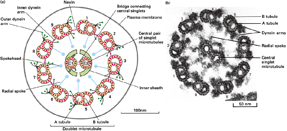 Vezikula Kinezin receptor Kinezin (-) (+) Álló mikrotubulus Az úszás jónéhány sejtfajta jellemző mozgási formája: egy ilyen sejtfajta pl. a spermium.