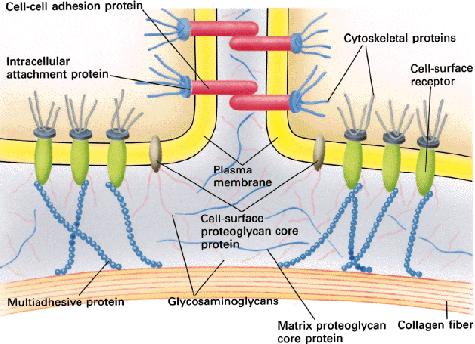 Sejt-sejt adhéziós fehérje Citoszkeletális fehérjék Intracelluláris kapcsoló fehérje Sejtfelszíni receptor Plazmamembrán Sejtfelszíni proteoglikán fehérje magja Multiadhézós fehérje