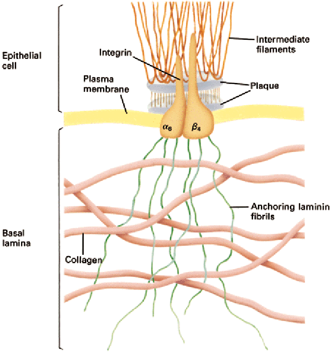 Epitél sejt Integrin Plazmamembrán Intermedier filamentumok Lemezek Bazális lamina Kollagén Horgonyzó laminin szálak 9. ábra. A hemidezmoszóma sematikus ábrázolása.