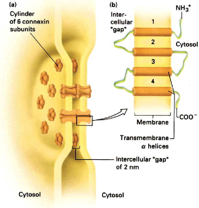 (A) Hat konnexin alegységbõl alló henger (B) + NH 3 Sejtek közötti rés Citoszól Membrán Transzmembrán α hélixek COO - Sejtek közötti 2 nm-es rés Citoszól Citoszól 11. ábra. (A) A gap junkció modellje.